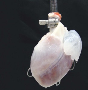 Hearts Built to Order Hearts Built to Order